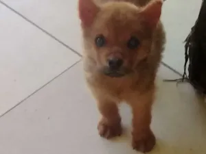 Cachorro raça Chow chow com siberiano idade  nome Ainda não tem