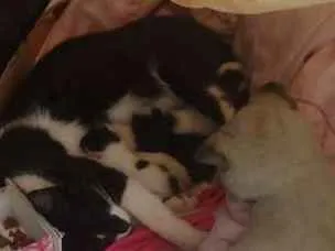Gato ra a Não sei idade Abaixo de 2 meses nome Não tem 