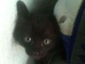 Gato raça  idade Abaixo de 2 meses nome Sem nome
