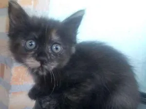 Gato raça  idade Abaixo de 2 meses nome Sem nome