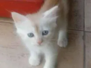 Gato raça pelo curto idade Abaixo de 2 meses nome Sem nome