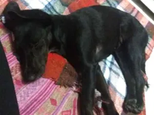 Cachorro raça Vira lata idade 2 a 6 meses nome Kiara