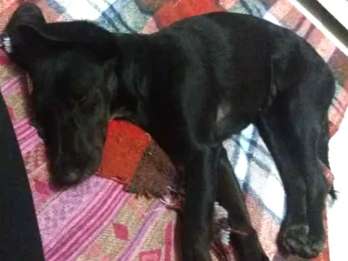Cachorro ra a Vira lata idade 2 a 6 meses nome Kiara