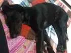 Cachorro raça Vira lata idade 2 a 6 meses nome Kiara