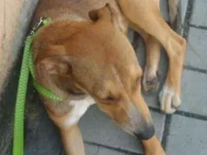 Cachorro raça Srd idade 2 a 6 meses nome Não sei