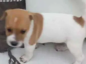 Cachorro raça VIRA LATA idade Abaixo de 2 meses nome NINA