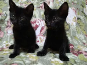 Gato raça Não sei  idade 2 a 6 meses nome Sem nome