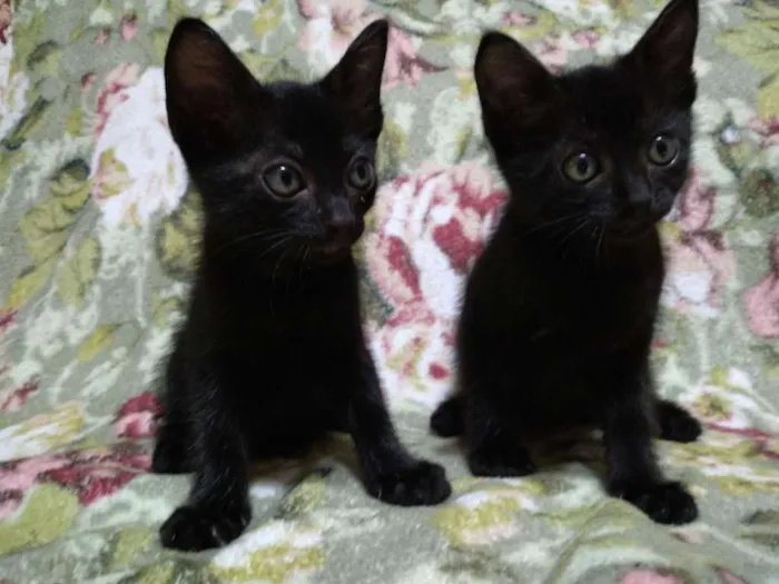 Gato ra a Não sei  idade 2 a 6 meses nome Sem nome