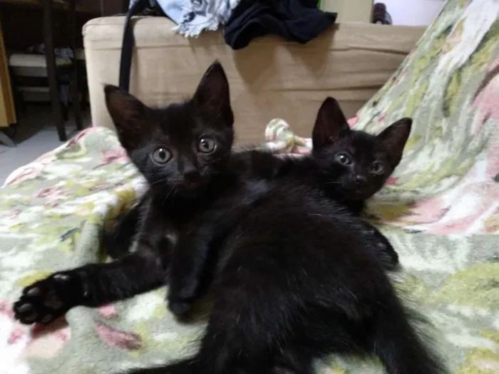 Gato ra a Não sei  idade 2 a 6 meses nome Sem nome