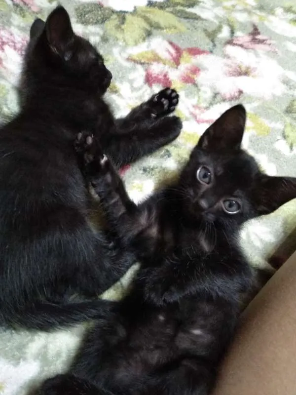 Gato ra a Não sei  idade 2 a 6 meses nome Sem nome