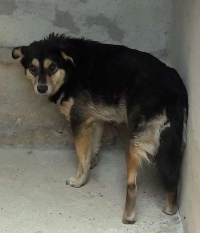 Cachorro ra a srd idade 4 anos nome Bibi