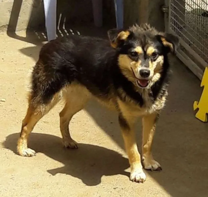 Cachorro ra a srd idade 4 anos nome Bibi