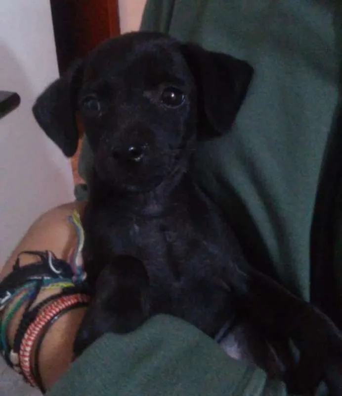 Cachorro ra a srd idade 2 a 6 meses nome Pinguim