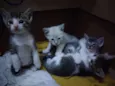 4 Filhotes de gato