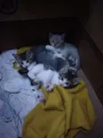 4 Filhotes de gato