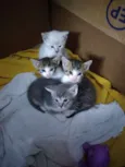 4 Filhotes de gato