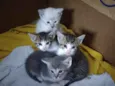 4 Filhotes de gato