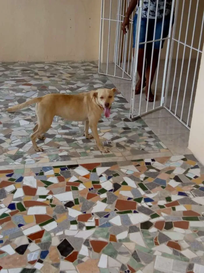 Cachorro ra a SRD idade 2 anos nome Pity