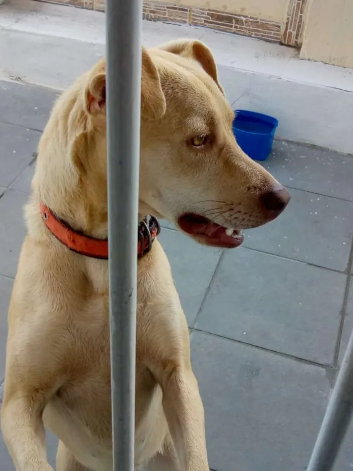 Cachorro ra a SRD idade 2 anos nome Pity