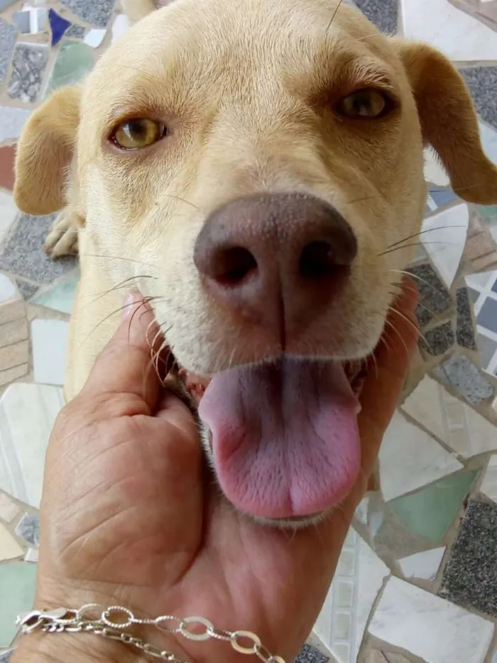 Cachorro ra a SRD idade 2 anos nome Pity