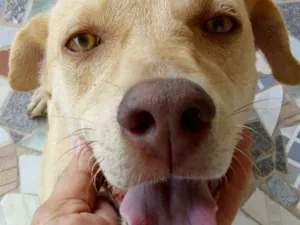 Cachorro raça SRD idade 2 anos nome Pity