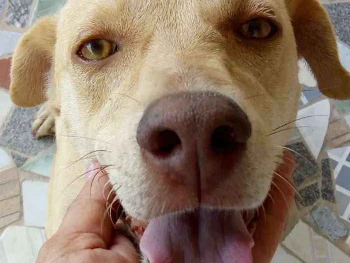 Cachorro ra a SRD idade 2 anos nome Pity