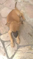 Filhote macho