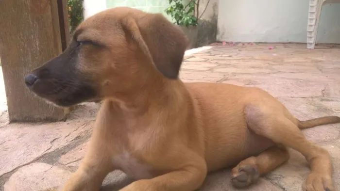 Cachorro ra a SRD idade 2 a 6 meses nome Filhote macho