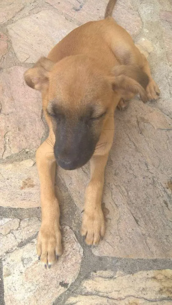 Cachorro ra a SRD idade 2 a 6 meses nome Filhote macho