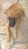Filhote macho