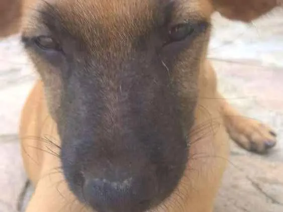 Cachorro ra a SRD idade 2 a 6 meses nome Filhote macho