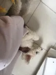 Jake