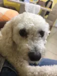 Jake