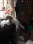 Jake