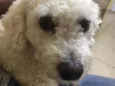 Jake