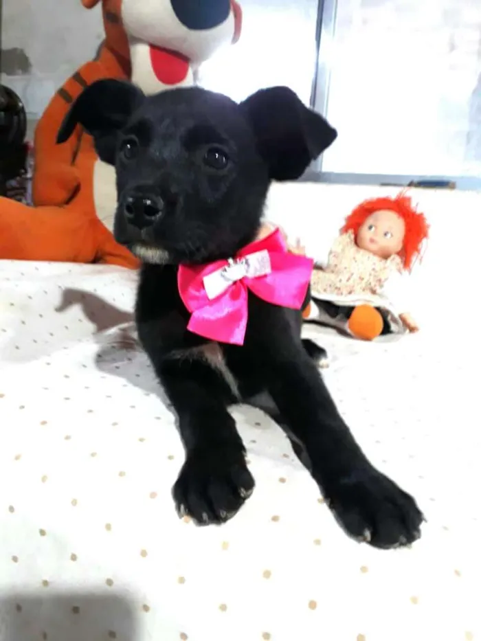 Cachorro ra a  idade 2 a 6 meses nome Filhotes Cleide 
