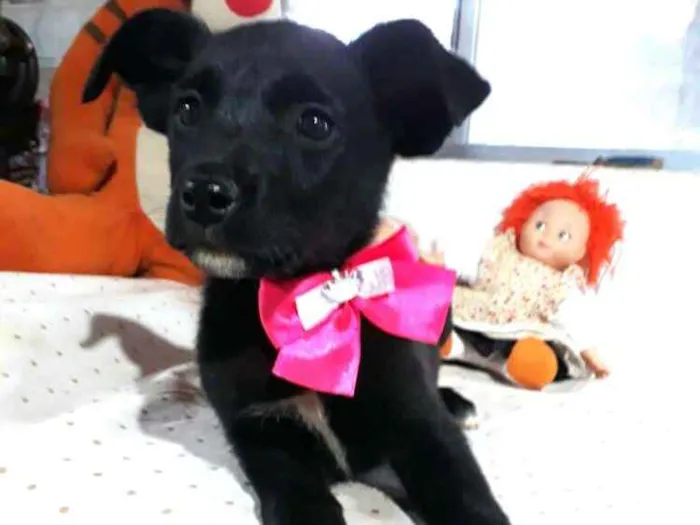 Cachorro ra a  idade 2 a 6 meses nome Filhotes Cleide 