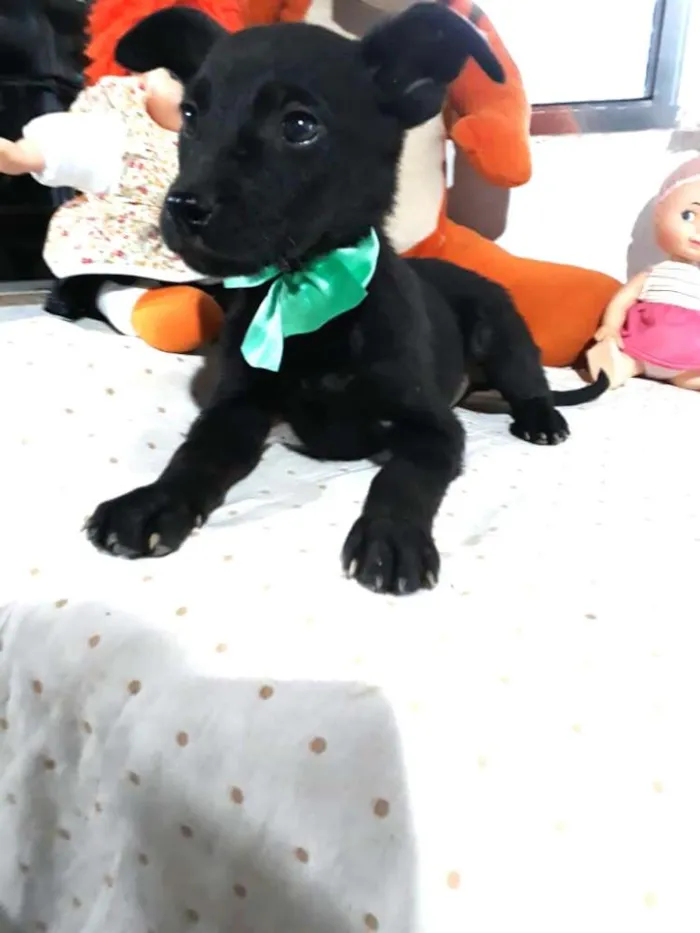 Cachorro ra a  idade 2 a 6 meses nome Filhotes Cleide 