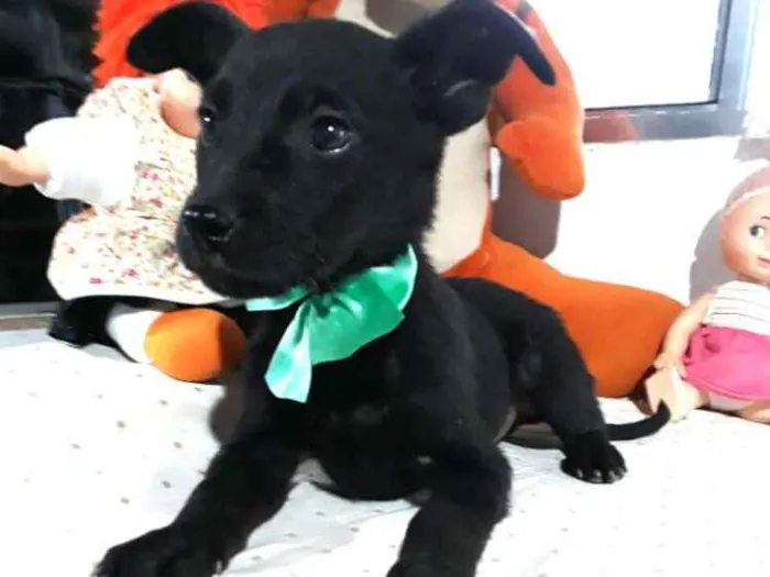 Cachorro ra a  idade 2 a 6 meses nome Filhotes Cleide 