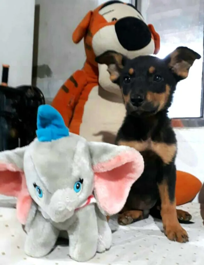 Cachorro ra a  idade 2 a 6 meses nome Filhotes Cleide 