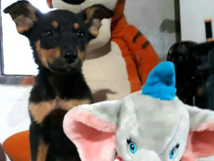 Cachorro ra a  idade 2 a 6 meses nome Filhotes Cleide 