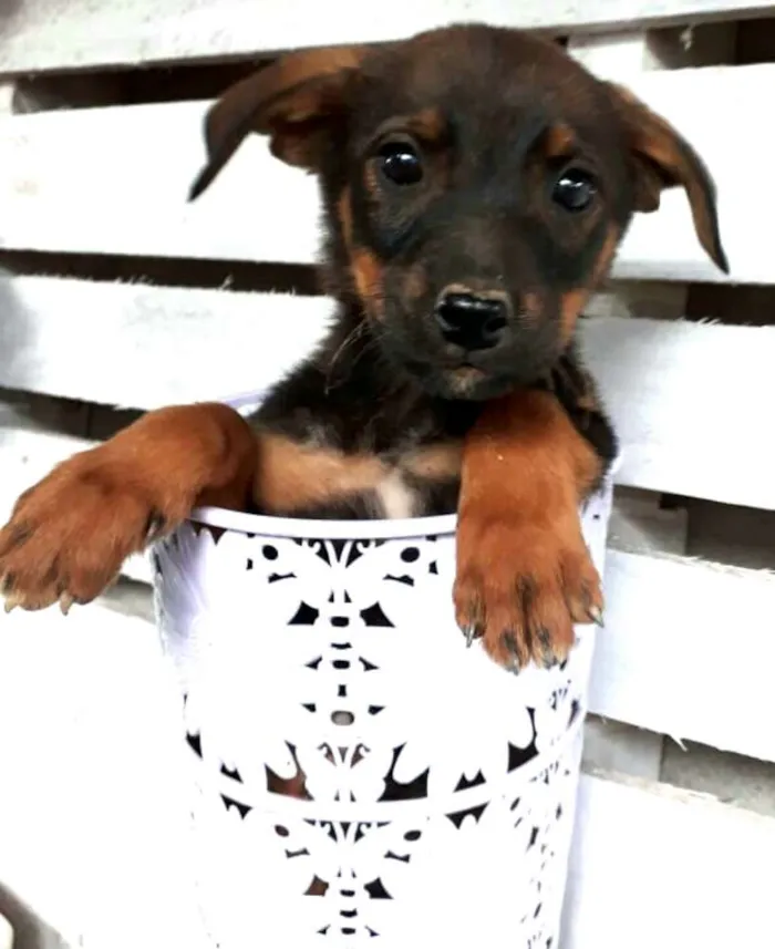 Cachorro ra a  idade 2 a 6 meses nome Filhotes Cleide 