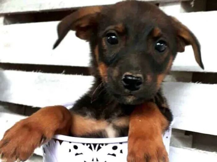 Cachorro ra a  idade 2 a 6 meses nome Filhotes Cleide 