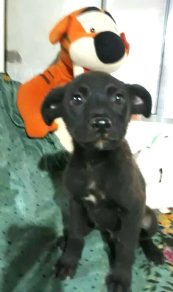 Cachorro ra a  idade 2 a 6 meses nome Filhotes Cleide 