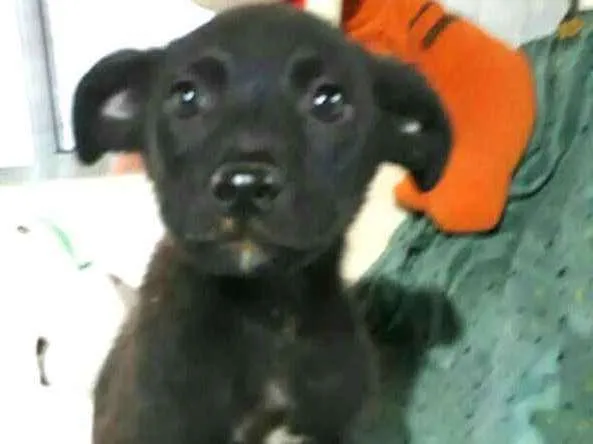 Cachorro ra a  idade 2 a 6 meses nome Filhotes Cleide 