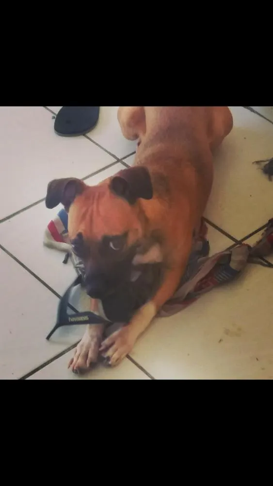 Cachorro ra a Vira lata idade 1 ano nome Charles