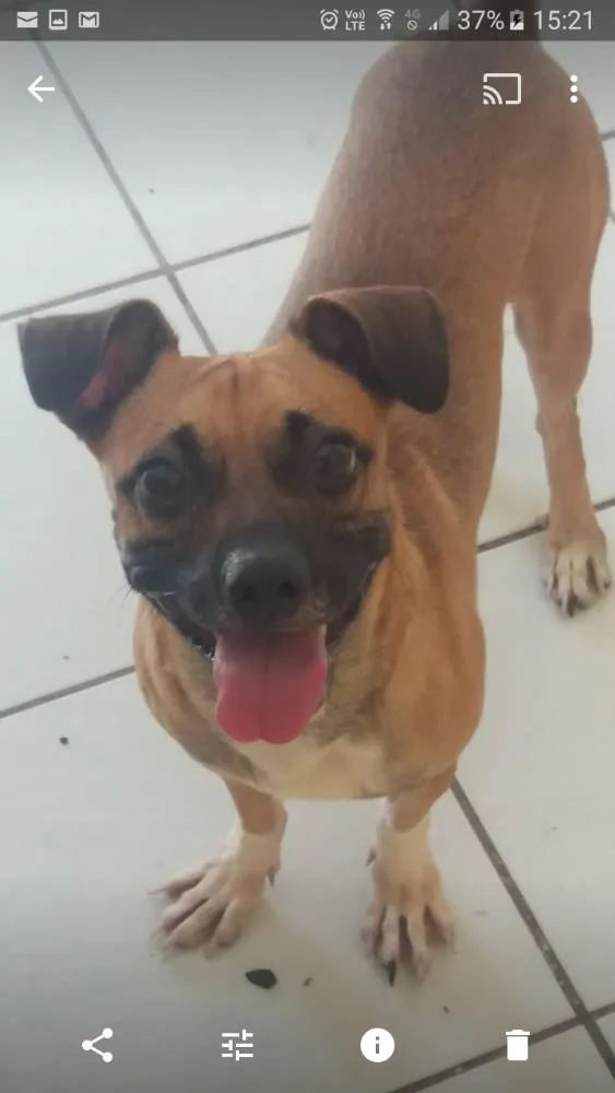 Cachorro ra a Vira lata idade 1 ano nome Charles