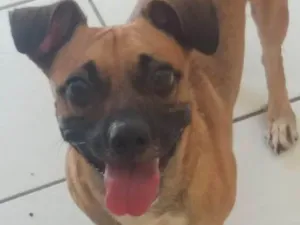 Cachorro raça Vira lata idade 1 ano nome Charles