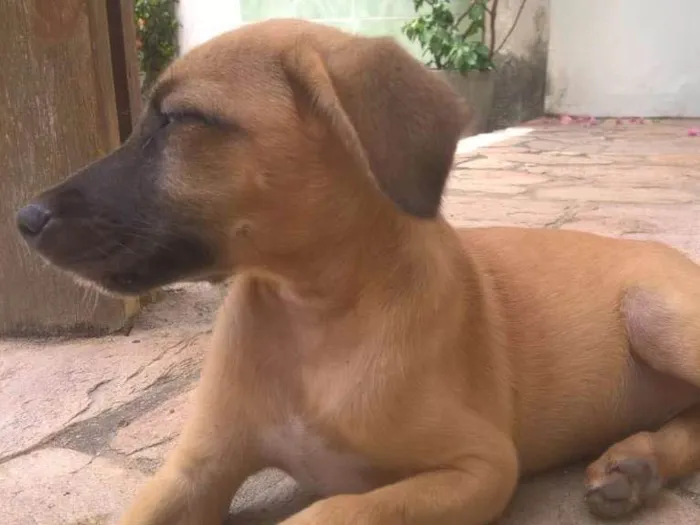 Cachorro ra a SRD idade 2 a 6 meses nome Filhote macho