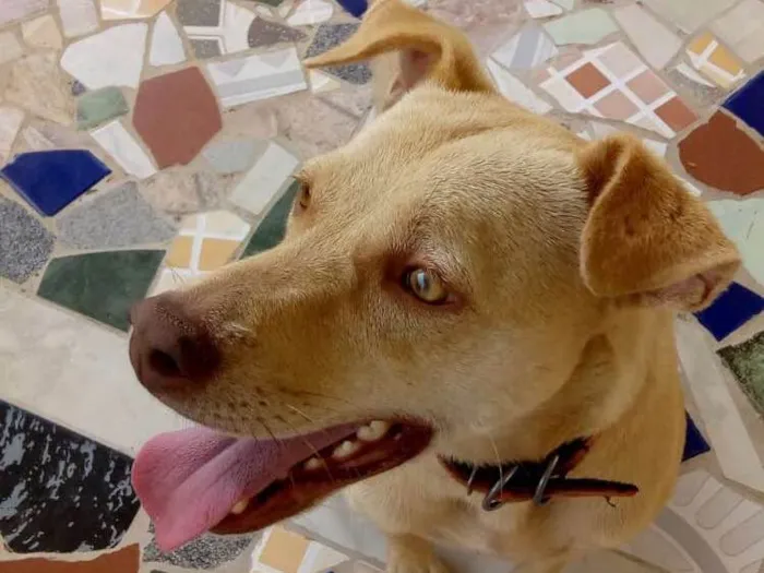 Cachorro ra a SRD idade 2 anos nome Pity